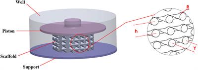Simulating the mechanical stimulation of cells on a porous hydrogel scaffold using an FSI model to predict cell differentiation